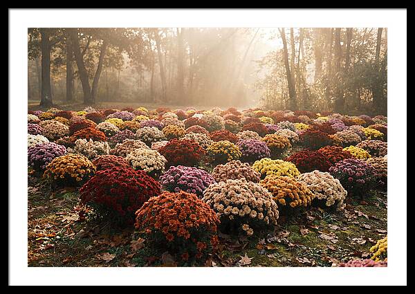 Chrysanthemum Display In Autumn Glow