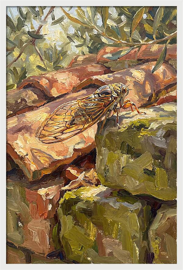 Cicada Among Mediterranean Stones