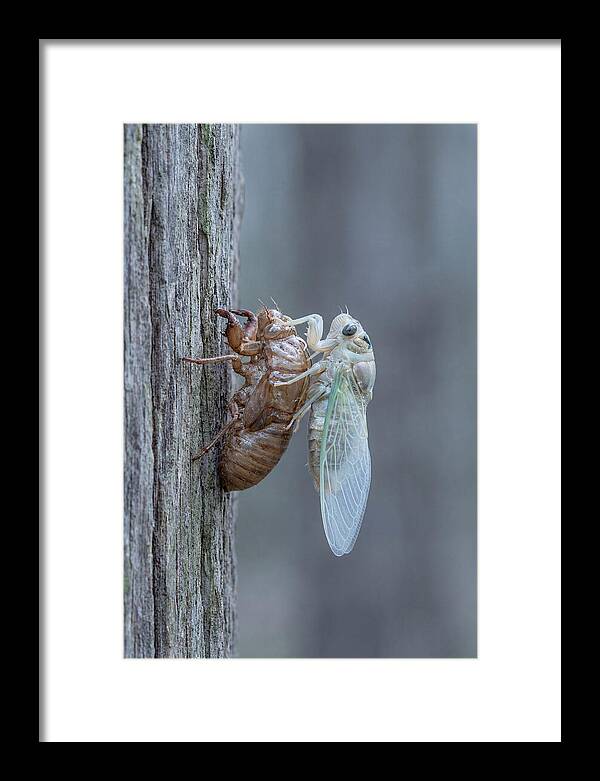 Cicada Transformation On Tree Bark