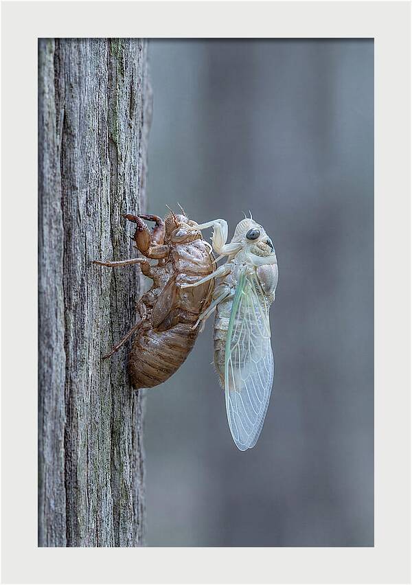 Cicada Transformation On Tree Bark