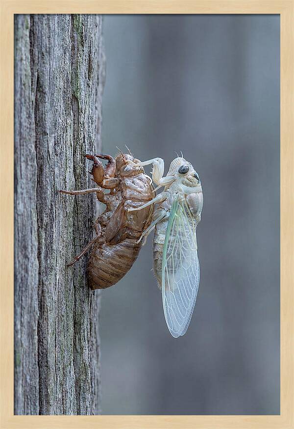 Cicada Transformation On Tree Bark