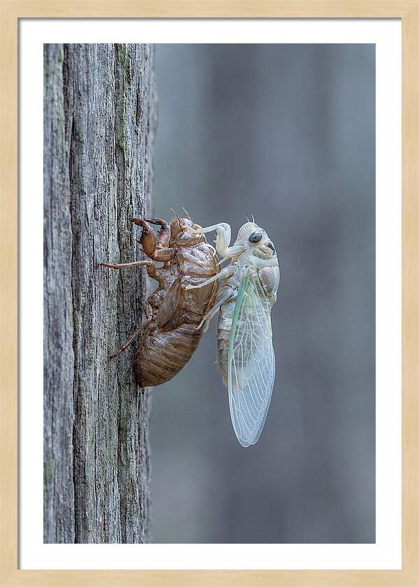 Cicada Transformation On Tree Bark