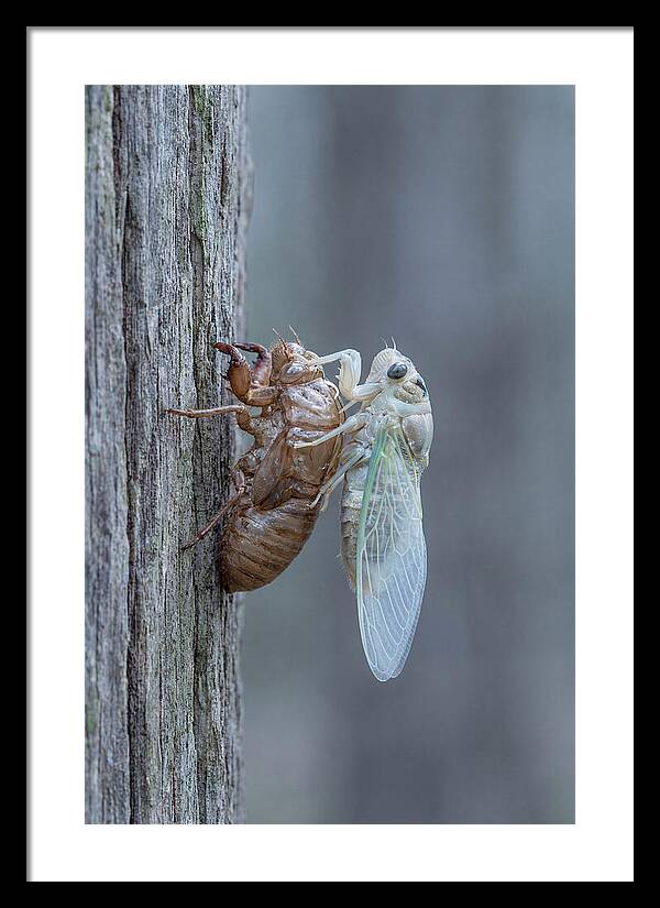 Cicada Transformation On Tree Bark