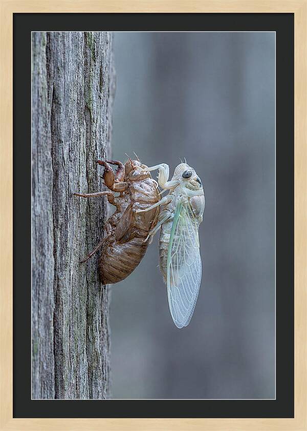 Cicada Transformation On Tree Bark