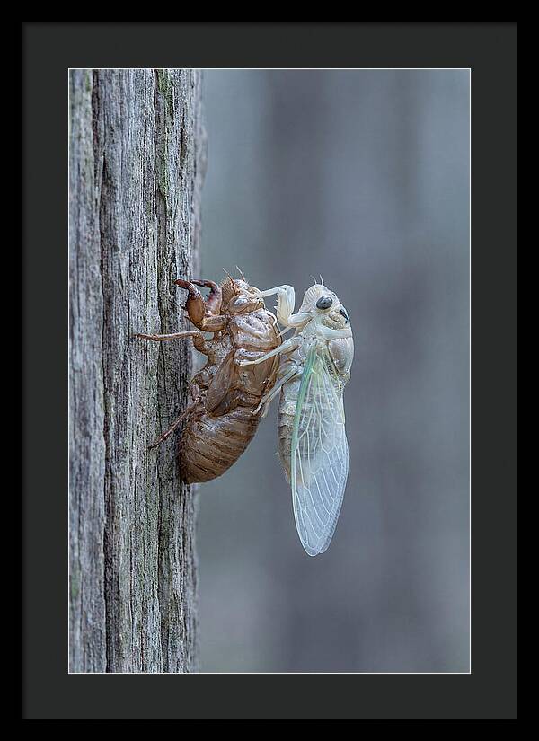 Cicada Transformation On Tree Bark