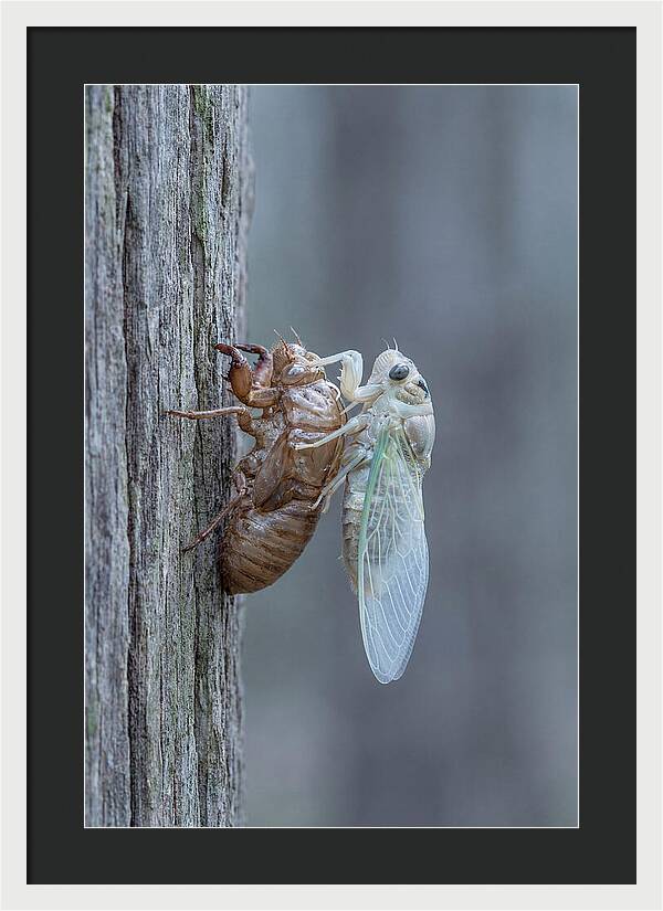 Cicada Transformation On Tree Bark