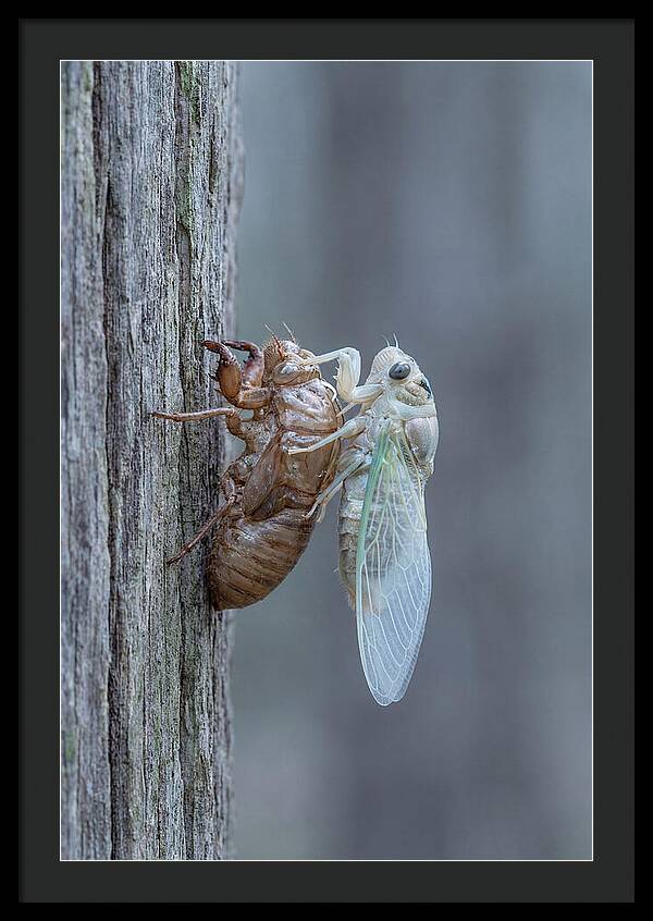 Cicada Transformation On Tree Bark