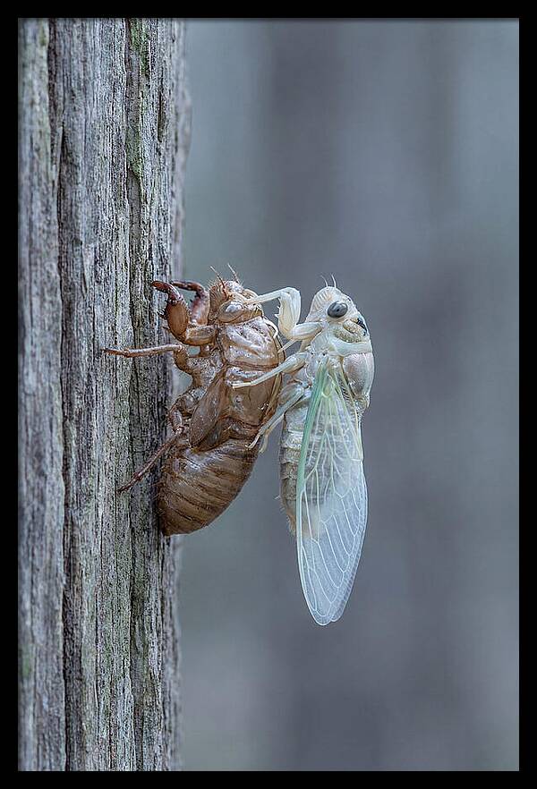 Cicada Transformation On Tree Bark