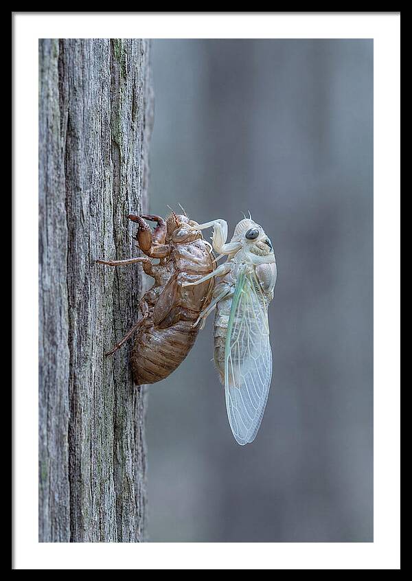 Cicada Art