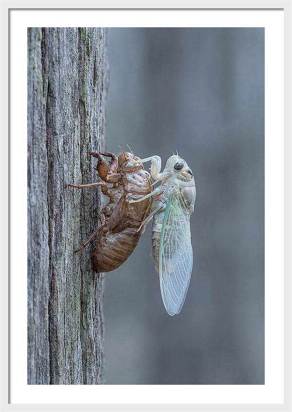 Cicada Transformation On Tree Bark