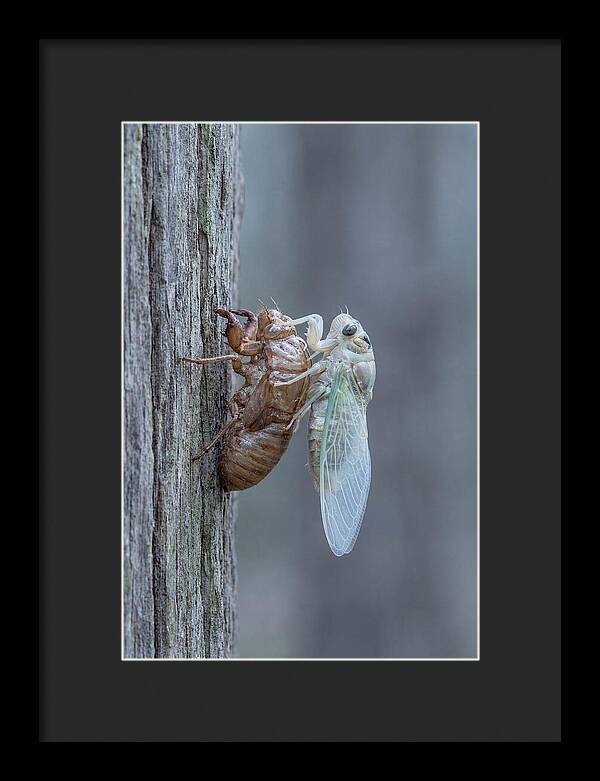 Cicada Transformation On Tree Bark