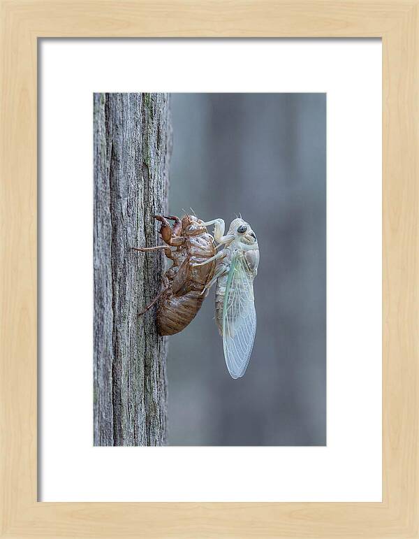 Cicada Transformation On Tree Bark