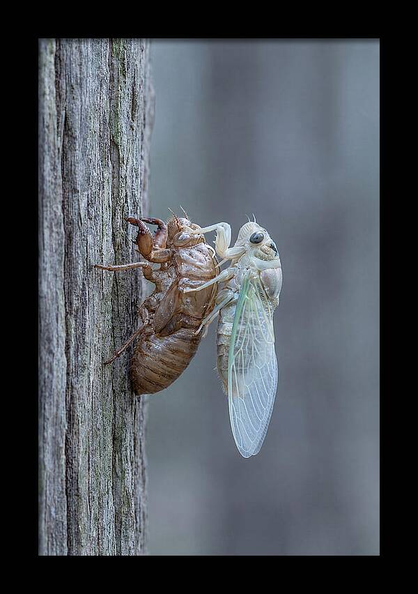 Cicada Transformation On Tree Bark