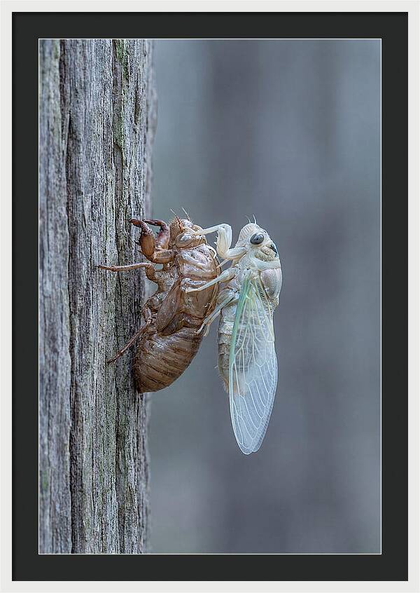 Cicada Transformation On Tree Bark