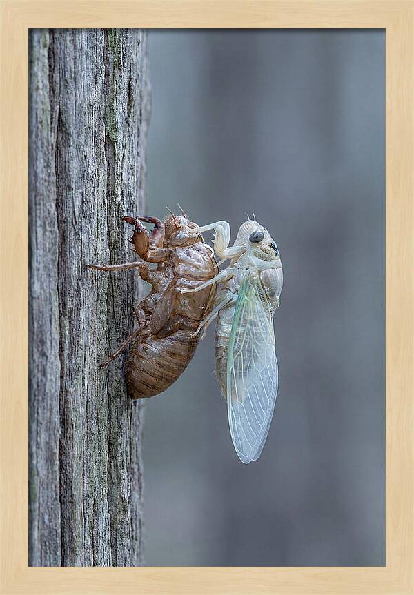 Cicada Transformation On Tree Bark