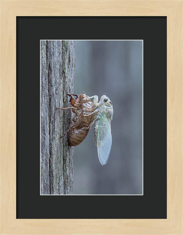 Cicada Transformation On Tree Bark