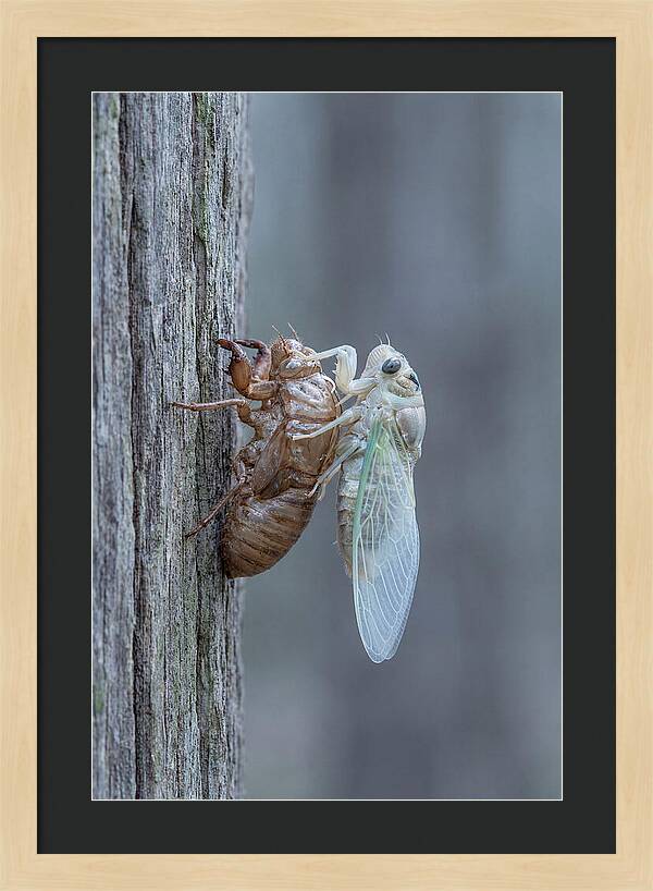 Cicada Transformation On Tree Bark