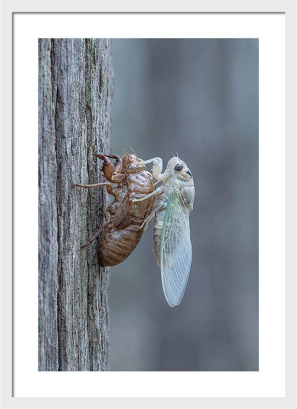 Cicada Transformation On Tree Bark