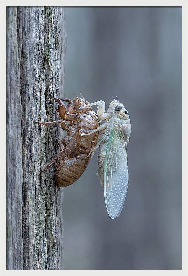 Cicada Transformation On Tree Bark