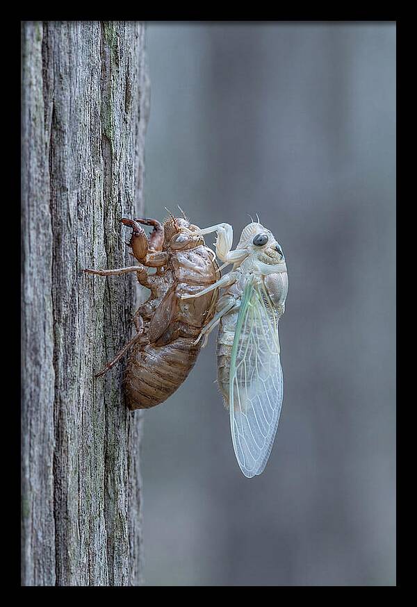 Cicada Transformation On Tree Bark
