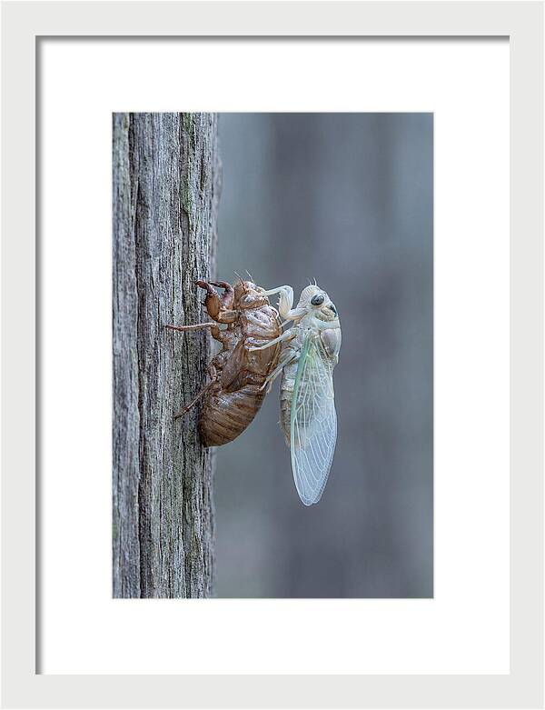 Cicada Transformation On Tree Bark