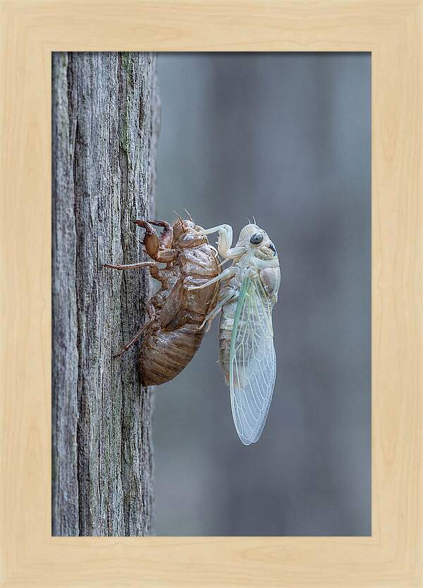 Cicada Transformation On Tree Bark