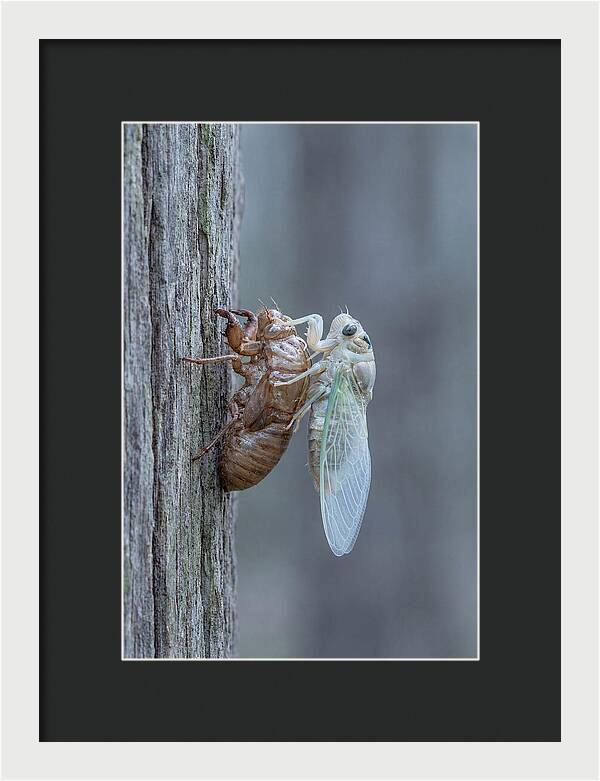 Cicada Transformation On Tree Bark