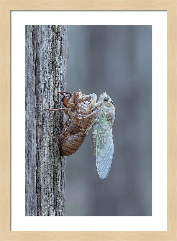 Cicada Transformation On Tree Bark