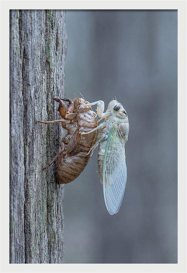 Cicada Transformation On Tree Bark