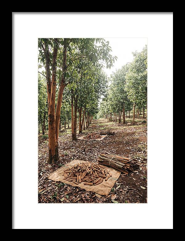 Cinnamon Plantation Serenity