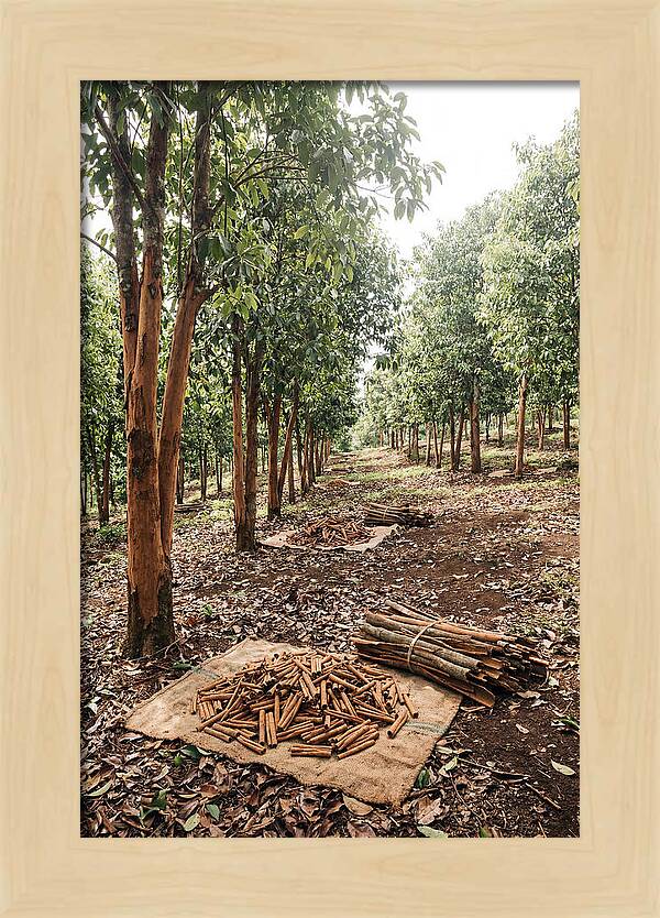 Cinnamon Plantation Serenity