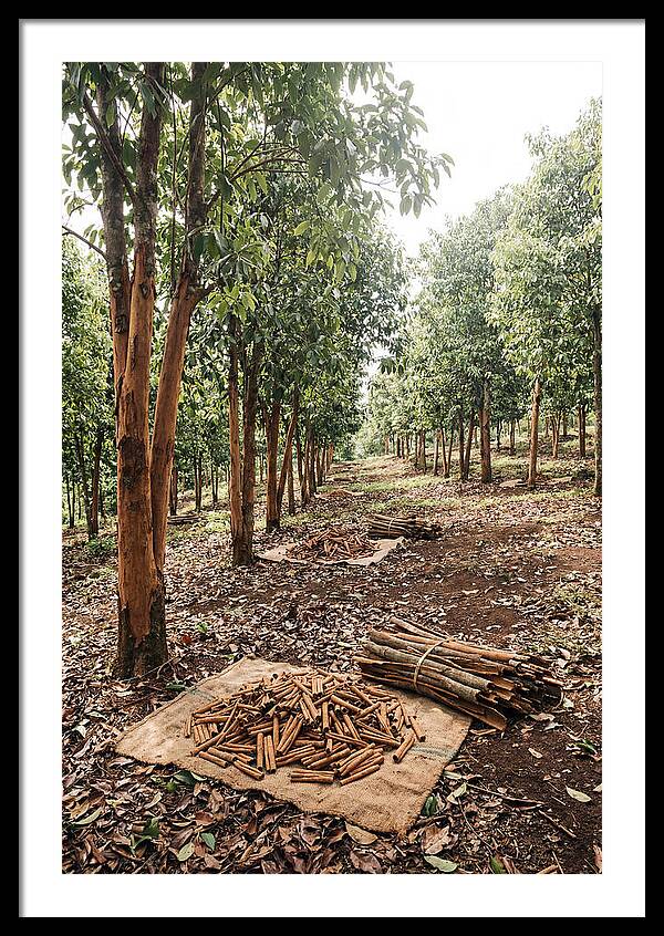 Cinnamon Plantation Serenity