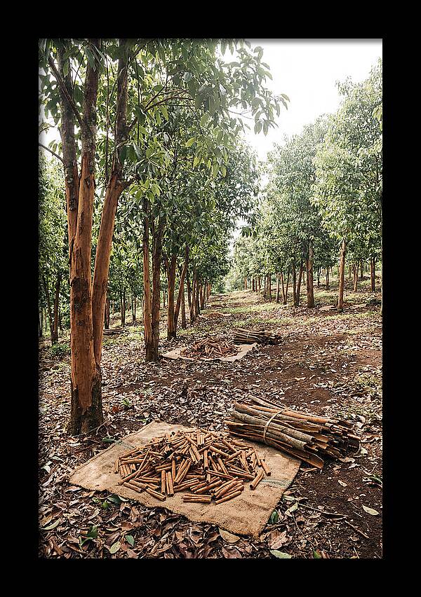 Cinnamon Plantation Serenity