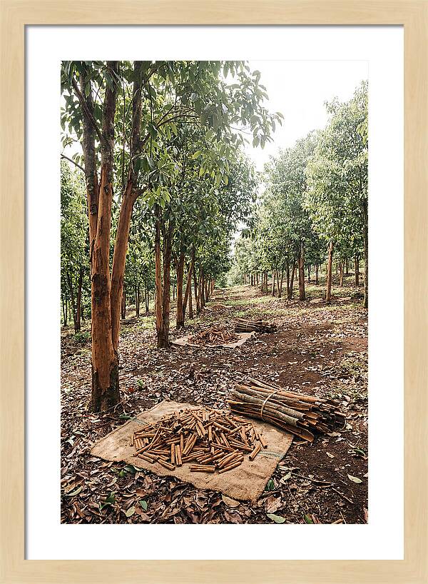 Cinnamon Plantation Serenity