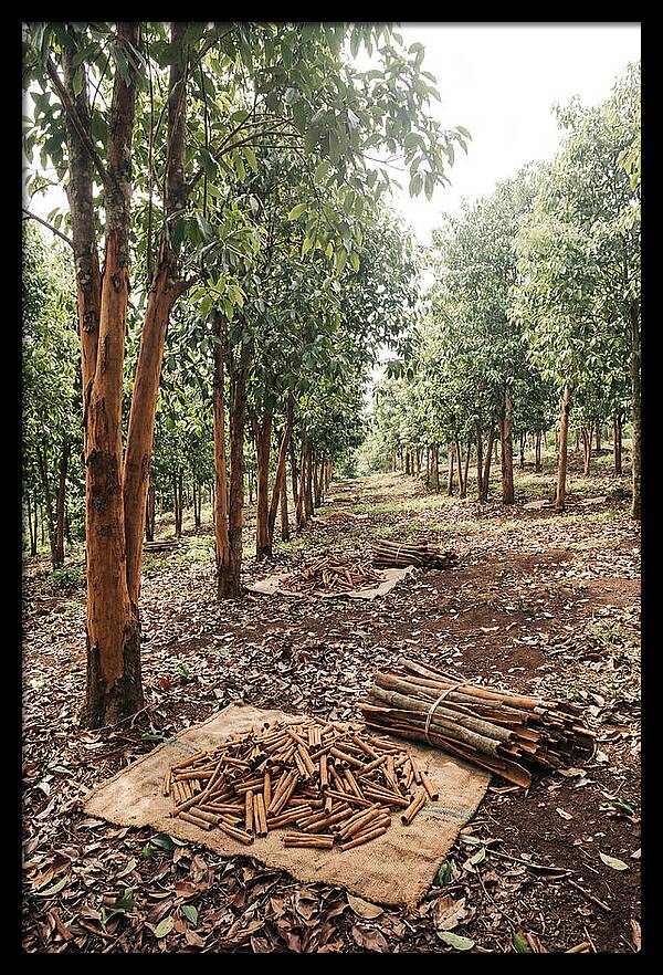 Cinnamon Plantation Serenity