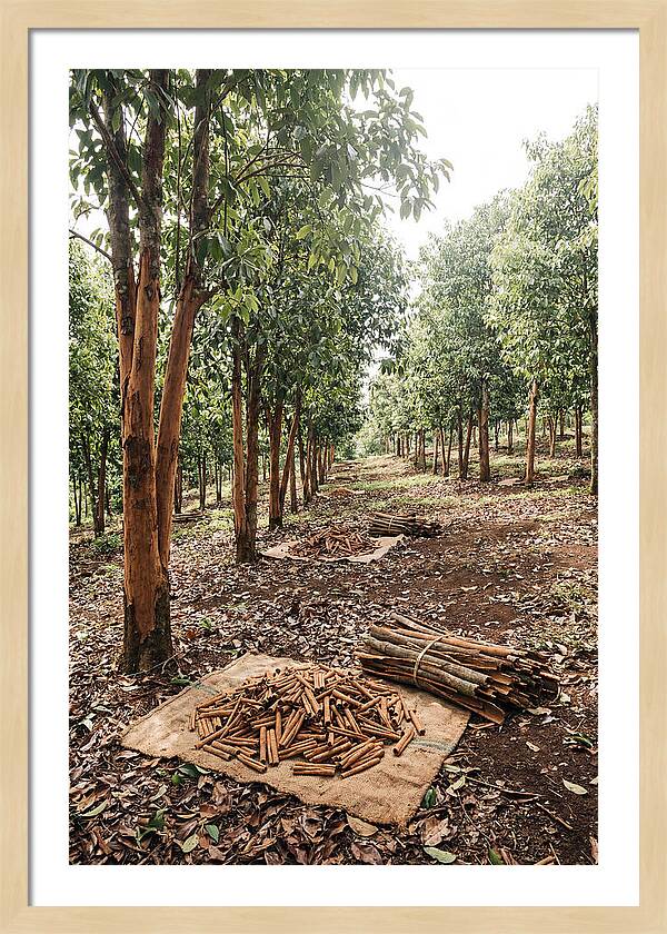 Cinnamon Plantation Serenity