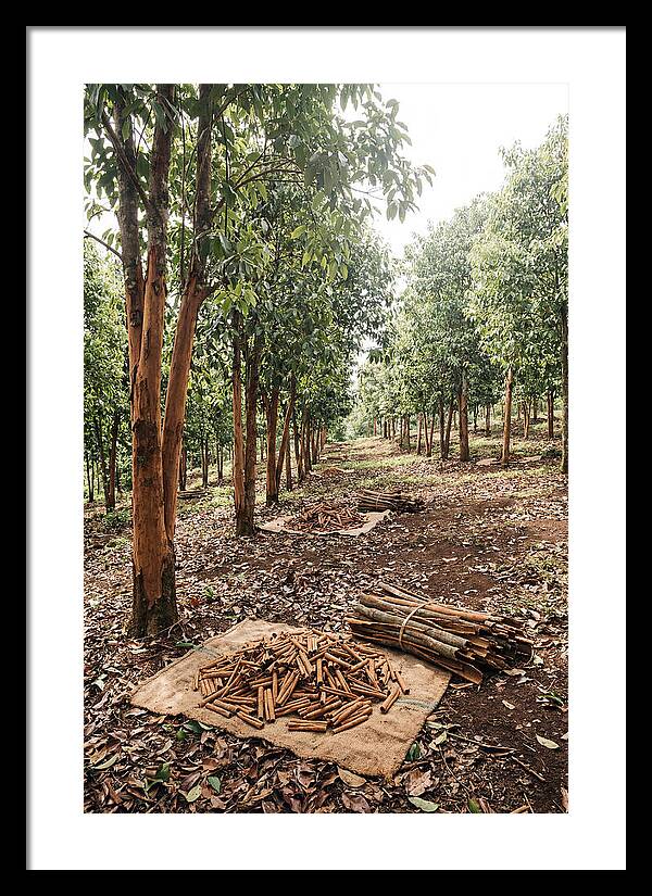 Cinnamon Plantation Serenity