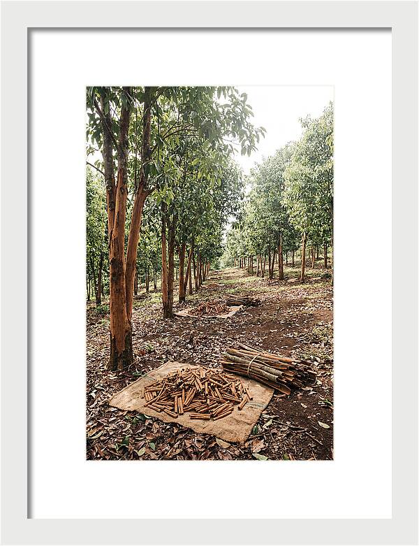 Cinnamon Plantation Serenity