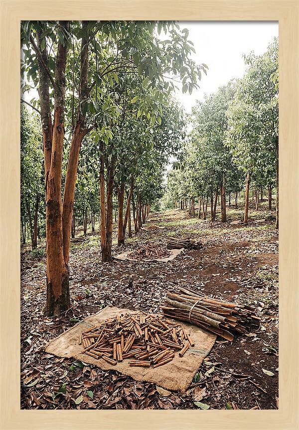 Cinnamon Plantation Serenity