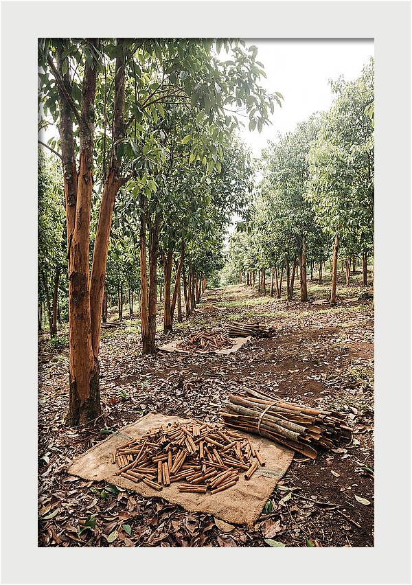 Cinnamon Plantation Serenity