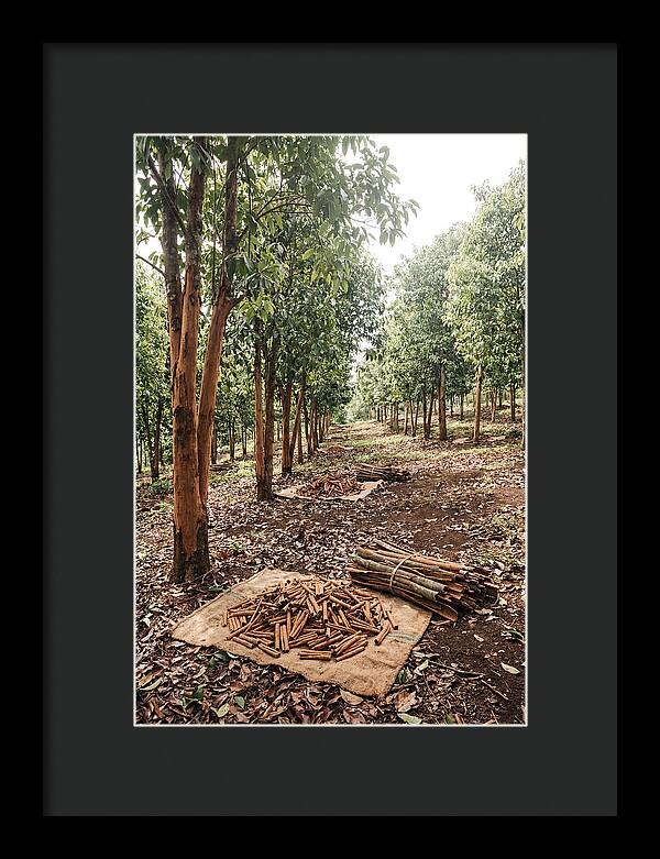 Cinnamon Plantation Serenity