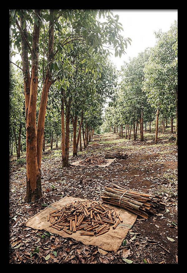 Cinnamon Plantation Serenity