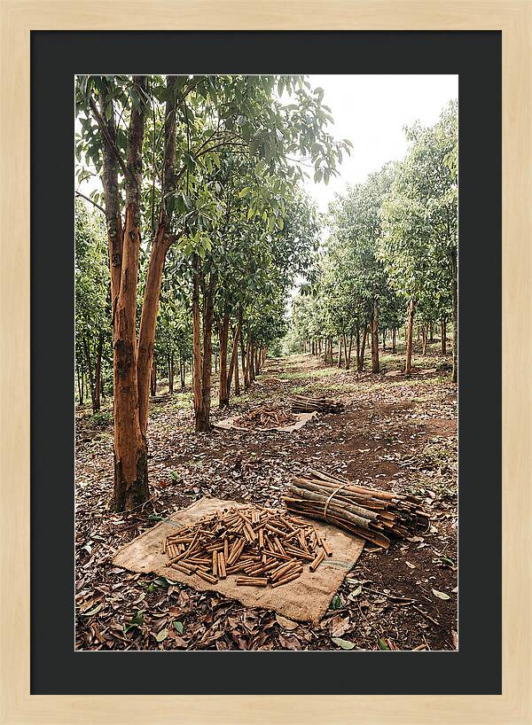 Cinnamon Plantation Serenity