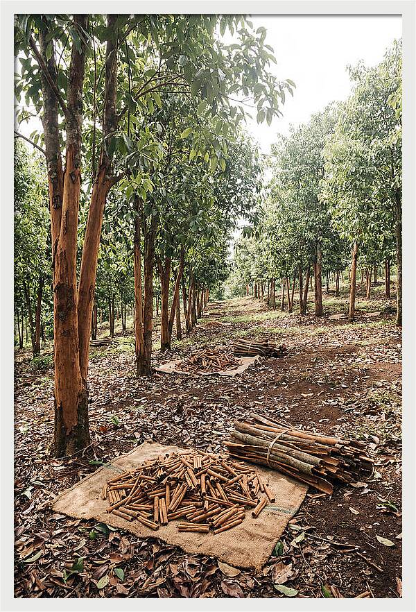 Cinnamon Plantation Serenity