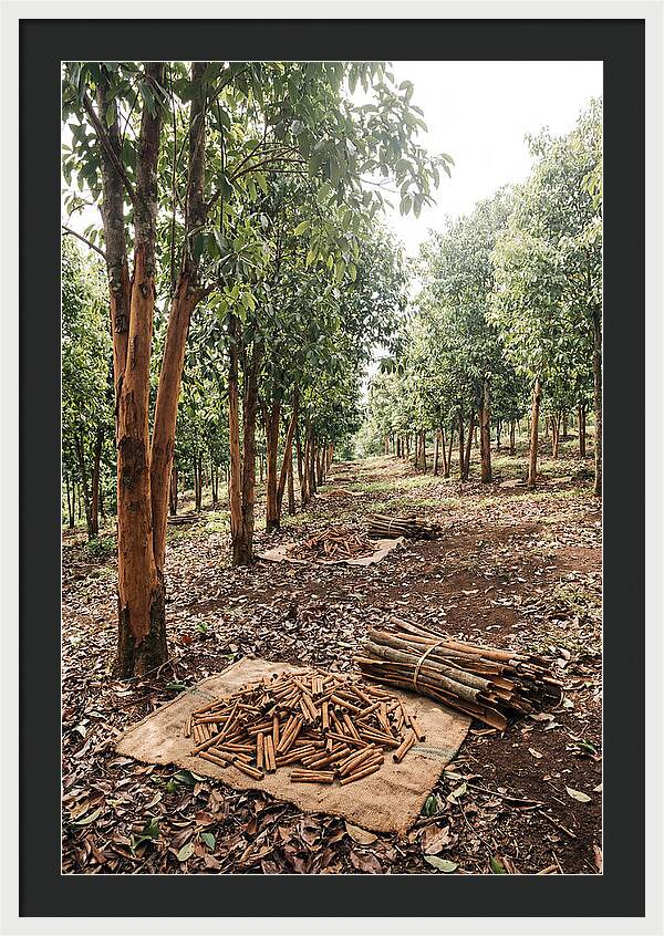 Cinnamon Plantation Serenity