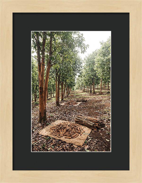 Cinnamon Plantation Serenity