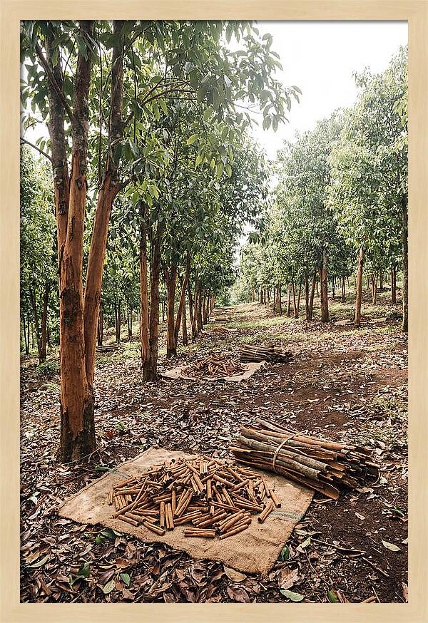 Cinnamon Plantation Serenity