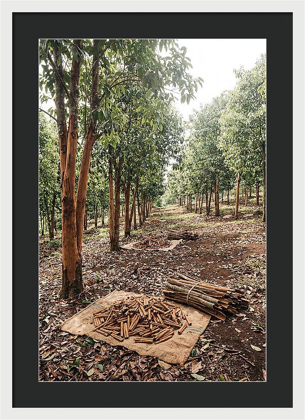 Cinnamon Plantation Serenity