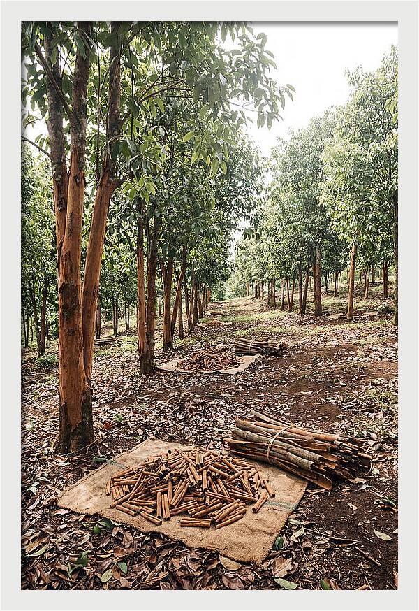 Cinnamon Plantation Serenity