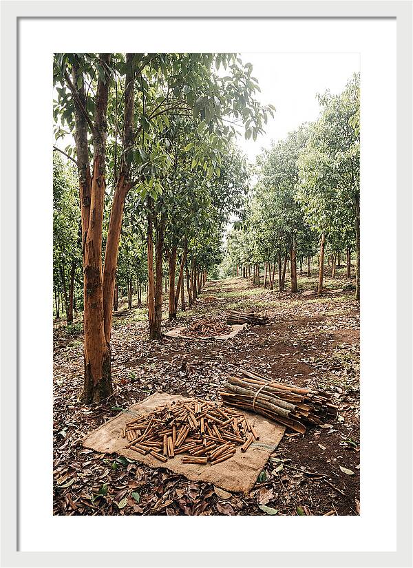 Cinnamon Plantation Serenity